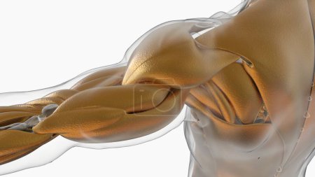 Photo for 3D Illustration, Muscle is a soft tissue, Muscle cells contain proteins , producing a contraction that changes both the length and the shape of the cell. Muscles function to produce force and motion. - Royalty Free Image