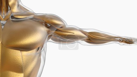 Photo for 3D Illustration, Muscle is a soft tissue, Muscle cells contain proteins , producing a contraction that changes both the length and the shape of the cell. Muscles function to produce force and motion. - Royalty Free Image