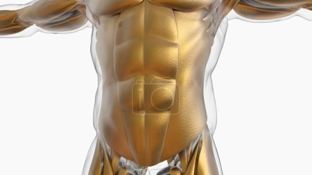 Foto de Ilustración 3D, el músculo es un tejido blando, las células musculares contienen proteínas, produciendo una contracción que cambia tanto la longitud como la forma de la célula. Función muscular para producir fuerza y movimiento. - Imagen libre de derechos