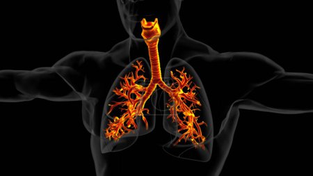 Foto de Human lungs with trachea anatomy for medical concept 3D illustration - Imagen libre de derechos