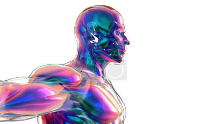 3D Illustration, Muscle is a soft tissue, Muscle cells contain proteins , producing a contraction that changes both the length and the shape of the cell. Muscles function to produce force and motion.