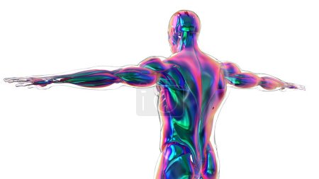 3D Illustration, Muscle is a soft tissue, Muscle cells contain proteins , producing a contraction that changes both the length and the shape of the cell. Muscles function to produce force and motion.