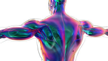 3D Illustration, Muskel ist ein Weichgewebe, Muskelzellen enthalten Proteine, die eine Kontraktion erzeugen, die sowohl die Länge als auch die Form der Zelle verändert. Muskeln funktionieren, um Kraft und Bewegung zu erzeugen.