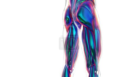 Téléchargez les photos : Illustration 3D, Le muscle est un tissu mou, Les cellules musculaires contiennent des protéines, produisant une contraction qui modifie à la fois la longueur et la forme de la cellule. Les muscles fonctionnent pour produire la force et le mouvement. - en image libre de droit
