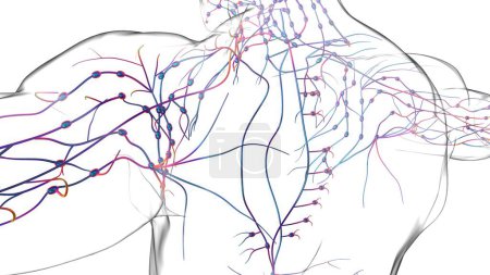Téléchargez les photos : Anatomie humaine de nœuds lymphatiques pour l'illustration 3D de concept médical - en image libre de droit