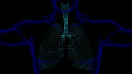 Foto de Pulmones humanos con anatomía de la tráquea para el concepto médico Ilustración 3D con marco de alambre - Imagen libre de derechos