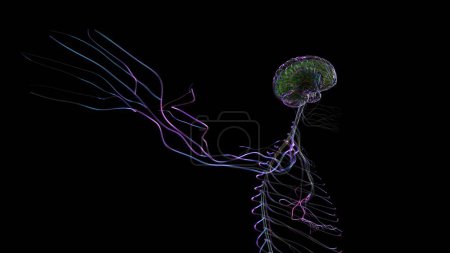 Téléchargez les photos : Illustration 3D Anatomie cérébrale humaine avec système nerveux pour concept médical - en image libre de droit