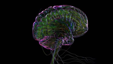 Téléchargez les photos : Illustration 3D Anatomie cérébrale humaine avec système nerveux pour concept médical - en image libre de droit