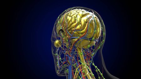 Photo for Human brain anatomy for medical concept 3D illustration - Royalty Free Image