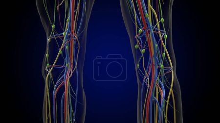 Anatomía de los ganglios linfáticos humanos para el concepto médico Ilustración 3D