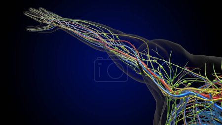 Menschliche Lymphknoten Anatomie für medizinisches Konzept 3D Illustration