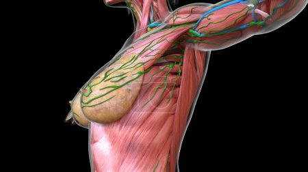 Téléchargez les photos : Anatomie des muscles de la poitrine et de l'abdomen féminins pour concept médical Illustration 3D - en image libre de droit