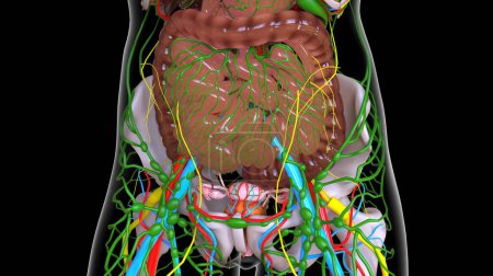 Foto de Small and Large intestine anatomy for medical concept 3D illustration - Imagen libre de derechos