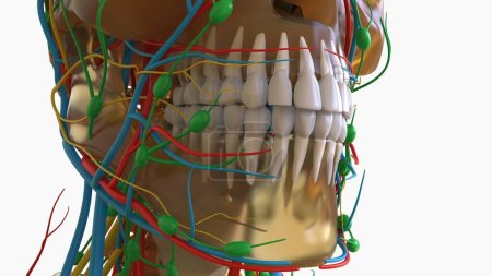 Téléchargez les photos : Illustration 3D d'anatomie de dents humaines pour le concept médical - en image libre de droit