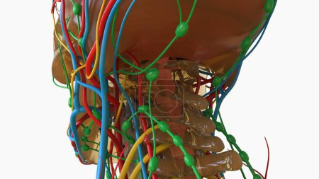 Téléchargez les photos : Anatomie cérébrale humaine avec le système nerveux pour le concept médical Illustration 3D - en image libre de droit