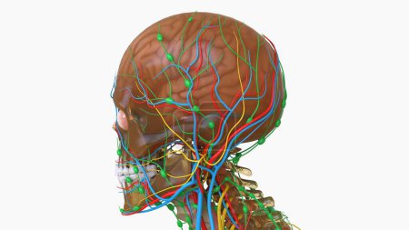 Téléchargez les photos : Anatomie cérébrale humaine avec le système nerveux pour le concept médical Illustration 3D - en image libre de droit