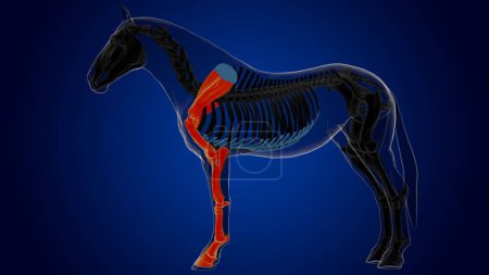 Téléchargez les photos : Os des membres antérieurs de l'anatomie squelettique du cheval osseux pour le concept médical rendu 3D - en image libre de droit