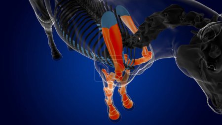 Téléchargez les photos : Os des membres antérieurs de l'anatomie squelettique du cheval osseux pour le concept médical rendu 3D - en image libre de droit