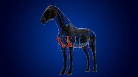 Téléchargez les photos : Humérus os squelette de cheval anatomie pour concept médical rendu 3D - en image libre de droit