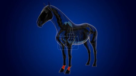 Téléchargez les photos : Anatomie squelette de cheval osseux long pour concept médical rendu 3D - en image libre de droit