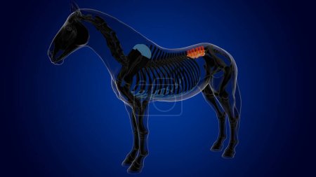 Foto de Vértebras lumbares esqueleto de caballo anatomía para el concepto médico 3D renderizado - Imagen libre de derechos