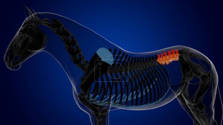 Téléchargez les photos : Anatomie squelette de cheval vertèbres lombaires pour concept médical rendu 3D - en image libre de droit