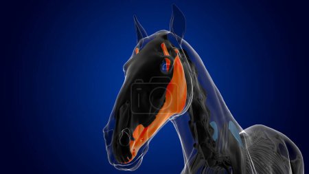 Téléchargez les photos : Anatomie squelette de cheval osseux mandibule pour concept médical rendu 3D - en image libre de droit