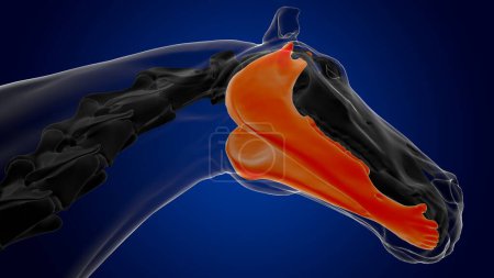 Téléchargez les photos : Anatomie squelette de cheval osseux mandibule pour concept médical rendu 3D - en image libre de droit