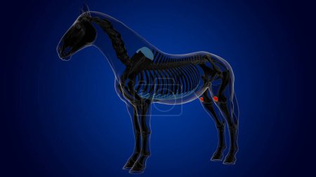 Téléchargez les photos : Anatomie squelette de cheval d'os de rotule pour le concept médical rendu 3D - en image libre de droit