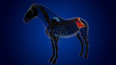 Téléchargez les photos : Anatomie squelette de cheval d'os de bassin pour le concept médical rendu 3D - en image libre de droit