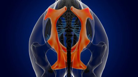 Téléchargez les photos : Anatomie squelette de cheval d'os de bassin pour le concept médical rendu 3D - en image libre de droit