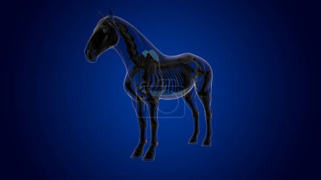 Téléchargez les photos : Anatomie squelette de cheval osseux sésamoïde proximale pour concept médical rendu 3D - en image libre de droit