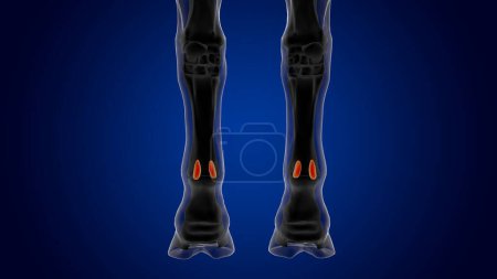 Foto de Anatomía esqueleto de caballo de hueso sesamoideo proximal para el concepto médico representación 3D - Imagen libre de derechos