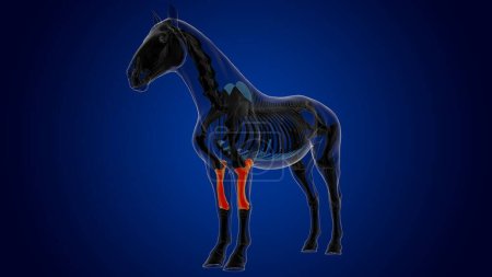 Téléchargez les photos : Radius ulna os cheval squelette anatomie pour concept médical rendu 3D - en image libre de droit