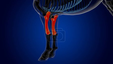 Téléchargez les photos : Radius ulna os cheval squelette anatomie pour concept médical rendu 3D - en image libre de droit