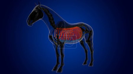 Téléchargez les photos : Os de cage thoracique anatomie squelette de cheval pour concept médical rendu 3D - en image libre de droit