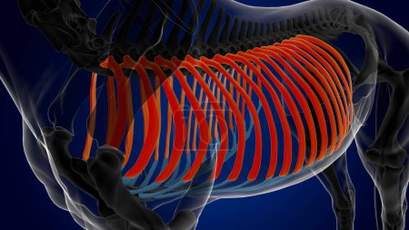 Téléchargez les photos : Os de cage thoracique anatomie squelette de cheval pour concept médical rendu 3D - en image libre de droit