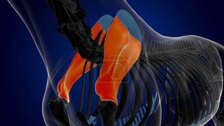 Téléchargez les photos : Scapula os squelette de cheval anatomie pour concept médical rendu 3D - en image libre de droit