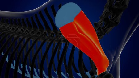 Téléchargez les photos : Scapula os squelette de cheval anatomie pour concept médical rendu 3D - en image libre de droit