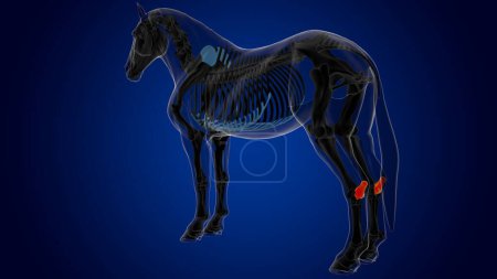 Téléchargez les photos : Anatomie squelette de cheval d'os de Calcaneus pour le concept médical rendu 3D - en image libre de droit