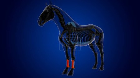 Téléchargez les photos : Anatomie squelette de cheval d'os de canon pour le concept médical rendu 3D - en image libre de droit