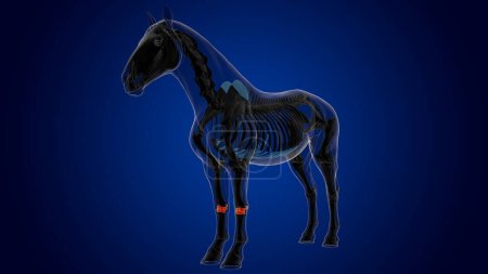 Téléchargez les photos : Anatomie squelette de cheval osseux carpien pour concept médical rendu 3D - en image libre de droit