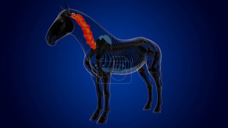 Photo for Cervical vertebrae horse skeleton anatomy for medical concept 3D rendering - Royalty Free Image