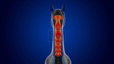 Téléchargez les photos : Vertèbres cervicales anatomie squelette de cheval pour concept médical rendu 3D - en image libre de droit