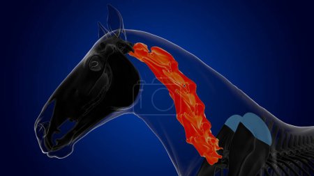 Téléchargez les photos : Vertèbres cervicales anatomie squelette de cheval pour concept médical rendu 3D - en image libre de droit