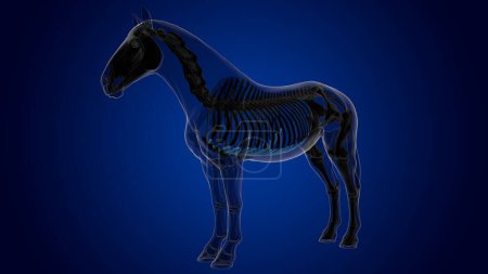 Foto de Cartílago costal esqueleto de caballo anatomía para el concepto médico 3D renderizado - Imagen libre de derechos