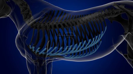Téléchargez les photos : Cartilage costal anatomie squelette de cheval pour concept médical rendu 3D - en image libre de droit