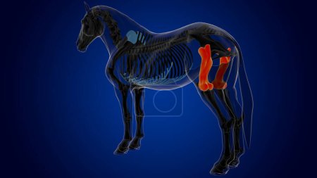 Téléchargez les photos : Anatomie squelette de cheval os fémur pour concept médical rendu 3D - en image libre de droit