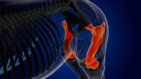 Téléchargez les photos : Anatomie squelette de cheval os fémur pour concept médical rendu 3D - en image libre de droit