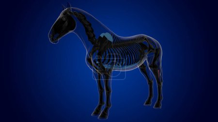 Téléchargez les photos : Anatomie squelette de cheval d'os de Fibula pour le concept médical rendu 3D - en image libre de droit